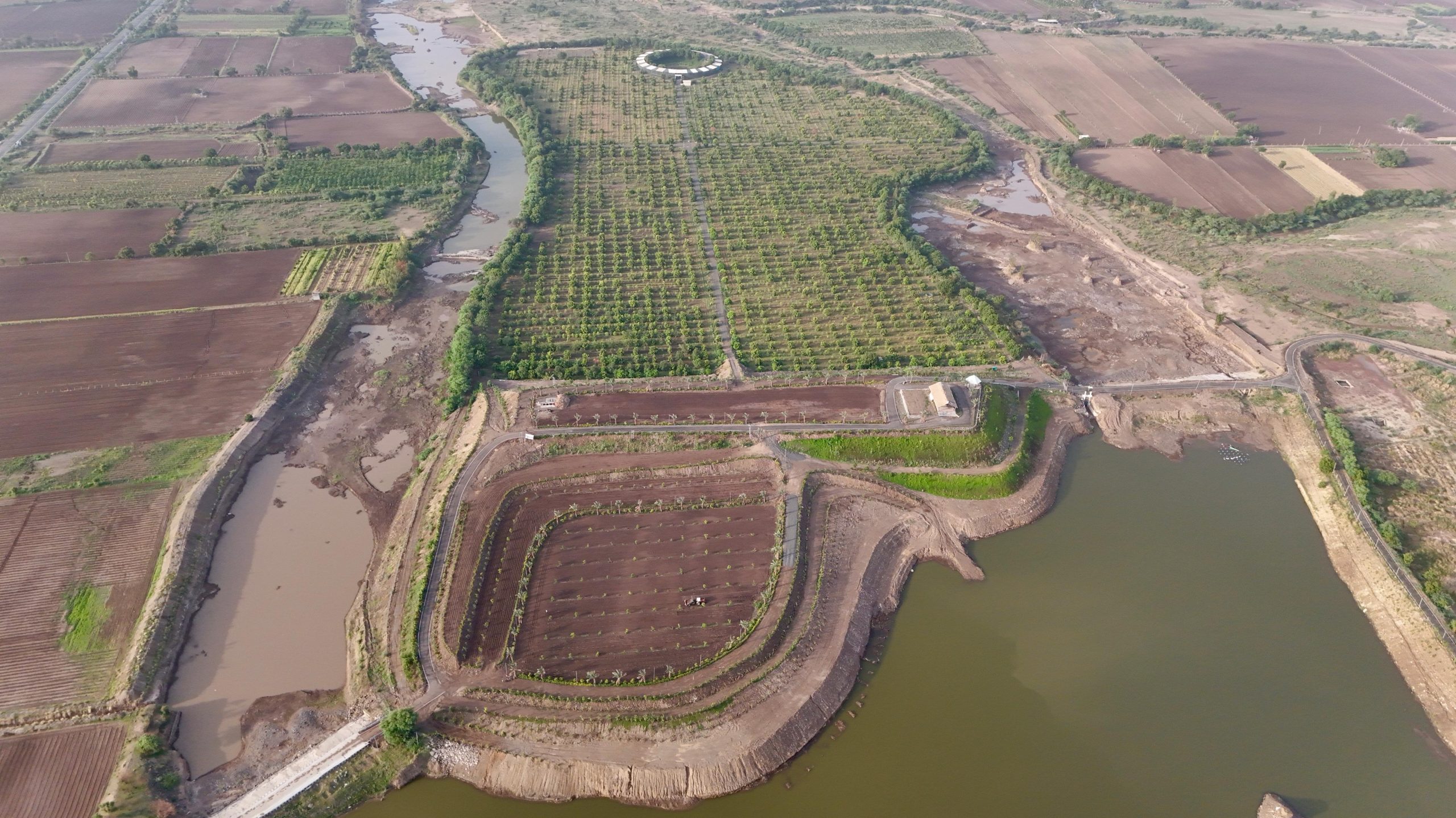 High-Survival Plantation Clusters
